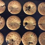 Heidelbeer-Frischkäse-Muffins